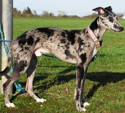 Collie lurcher